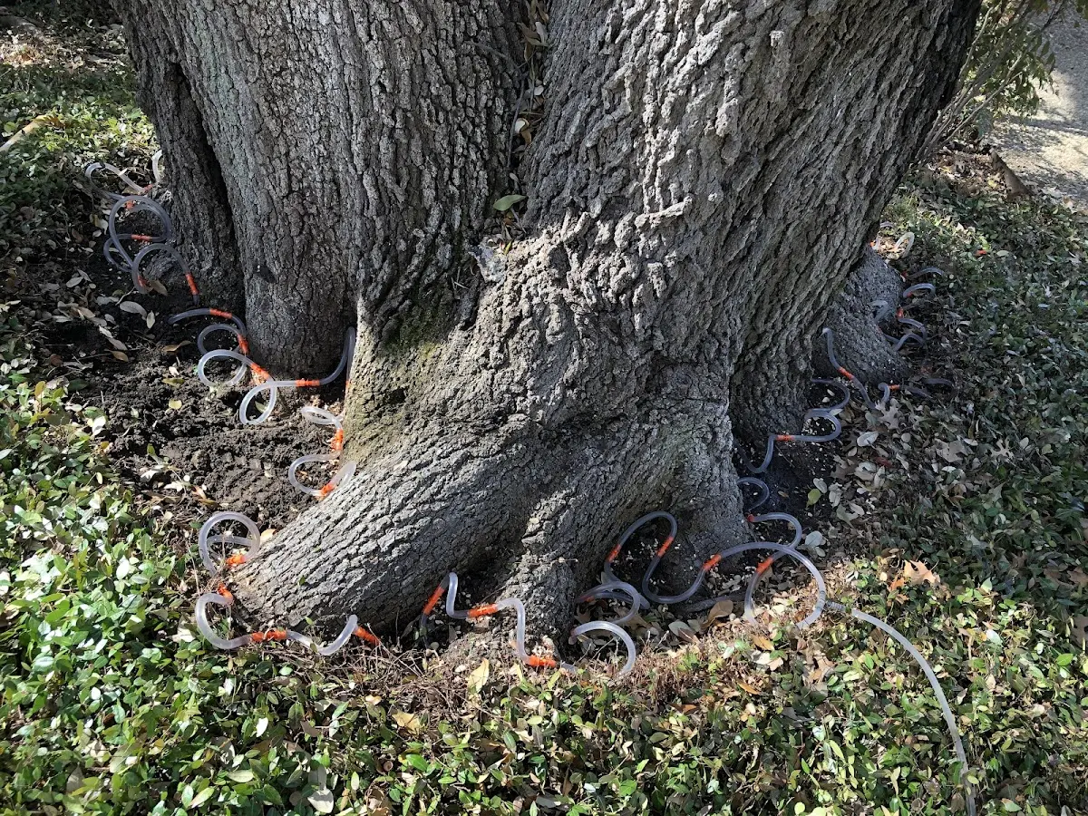 Detailed Tree Cabling and Bracing job site in Letcher