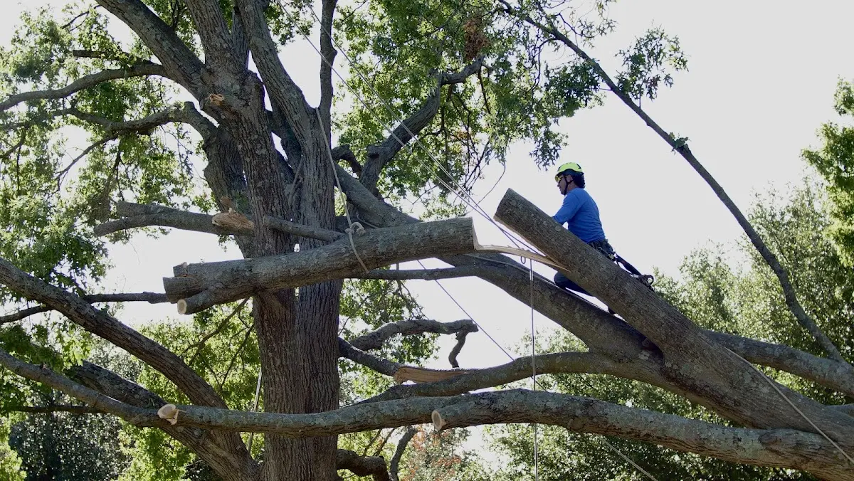 Professional Hazardous Tree Removal performed by certified arborists in Letcher